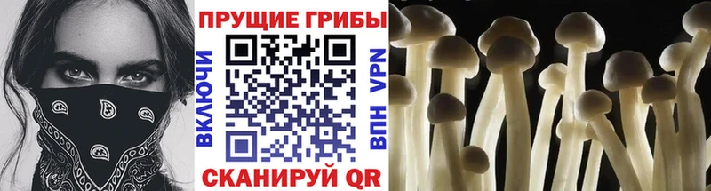 Галлюциногенные грибы прущие грибы Купить где Североморск